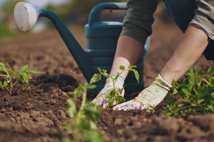 Quelques conseils pour adapter son jardin au réchauffement climatique