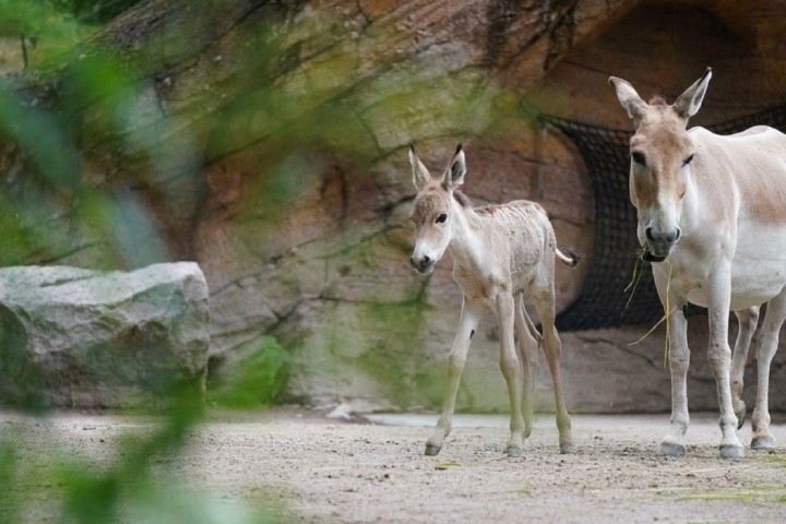 Un des animaux les plus rares au monde vient de naître dans un zoo en Angleterre