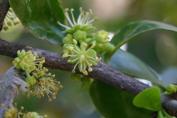 Des centaines de plantes au nom jugé raciste bientôt rebaptisées