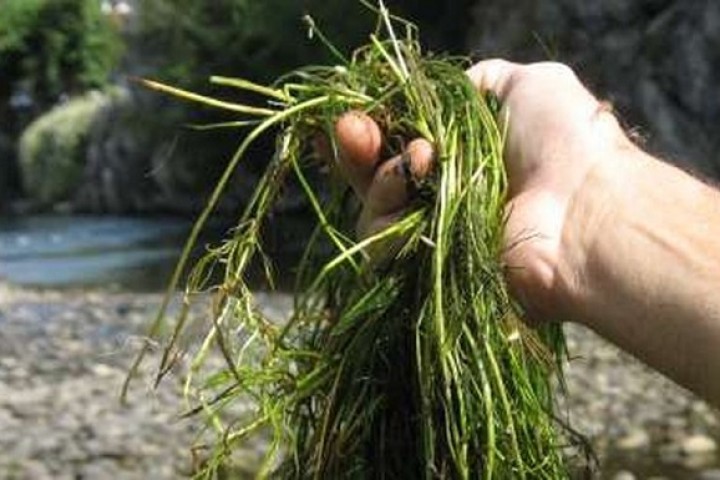 "Préjudice écologique"… Plusieurs associations de défense de l’environnement tirent la sonnette d’alarme sur la prolifération de l’algue verte