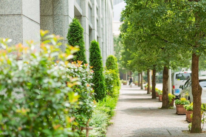 Inattendu : pourquoi la plantation d'arbres peut-elle aggraver la qualité de l'air dans les zones urbaines ?