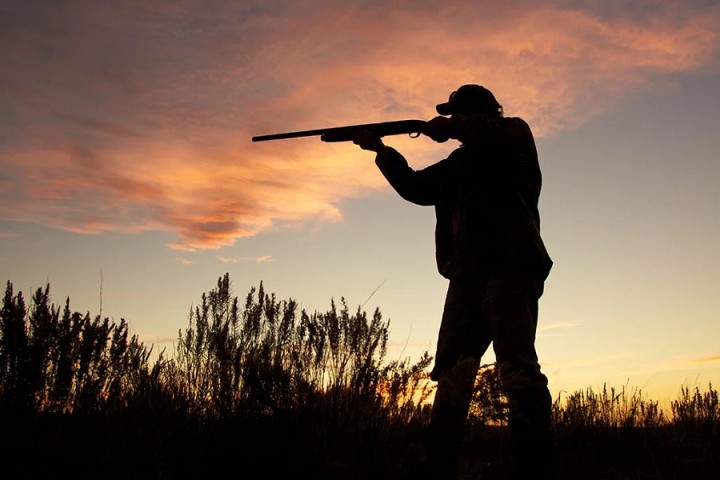 L’interdiction de la chasse à la tourterelle des bois prolongée d’un an