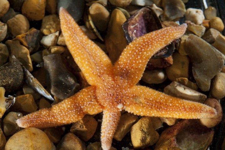 Scientists discover how starfish get 'legless'