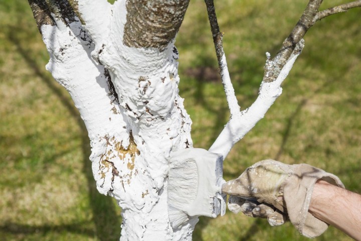 Blanchiment à la chaux des arbres : voici les avantages de l'application de chaux aux arbres fruitiers !