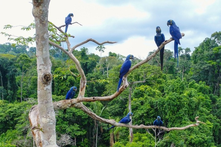 Des quantités inattendues de polluants découverts en suspension au-dessus de la forêt amazonienne