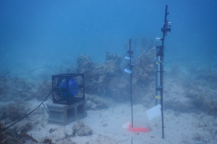 Researchers use the sounds of healthy coral reefs to encourage growth of a new species of coral larvae