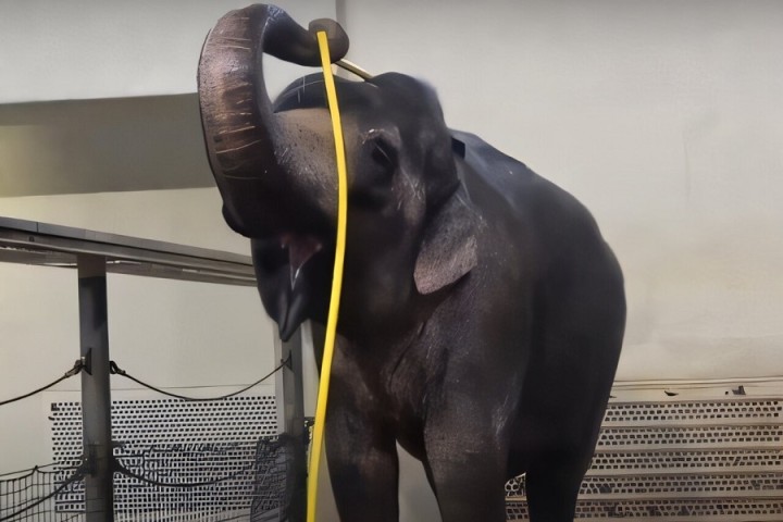 Elephant turns a hose into sophisticated showering tool