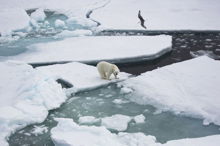 'We know they aren't feeding': fears for polar bears over shrinking Arctic ice