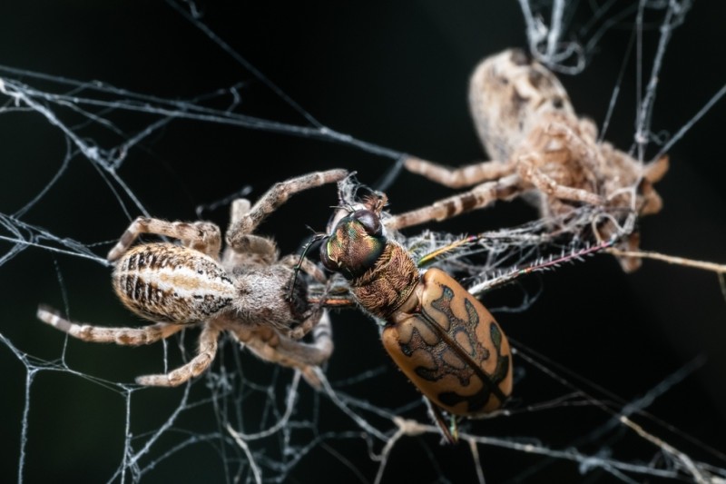 Huddle Together: Social Spiders and Their Myriad Guests