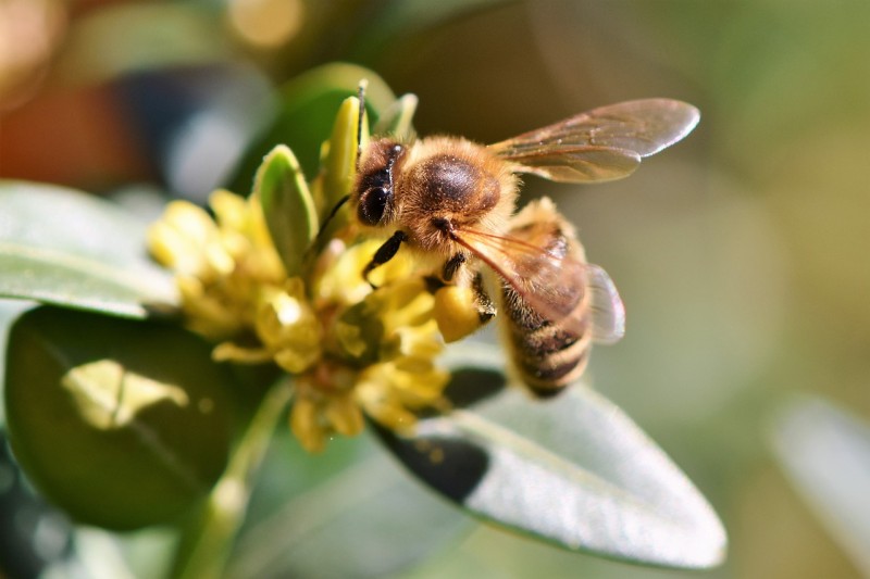 Objectif : sauver l'abeille noire - La Bussière (45230)