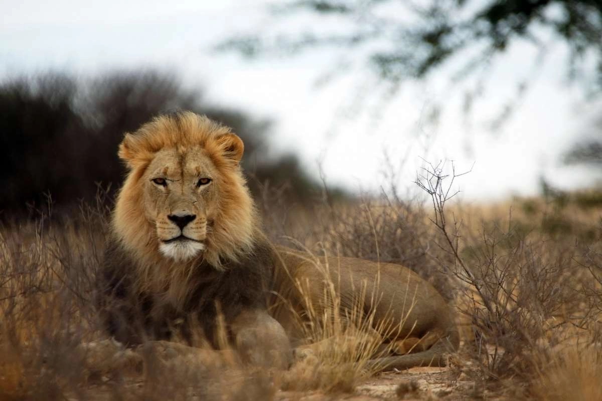 World Lion Day