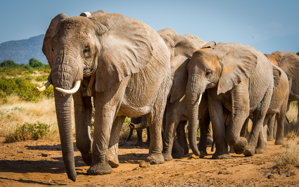 World elephant Day