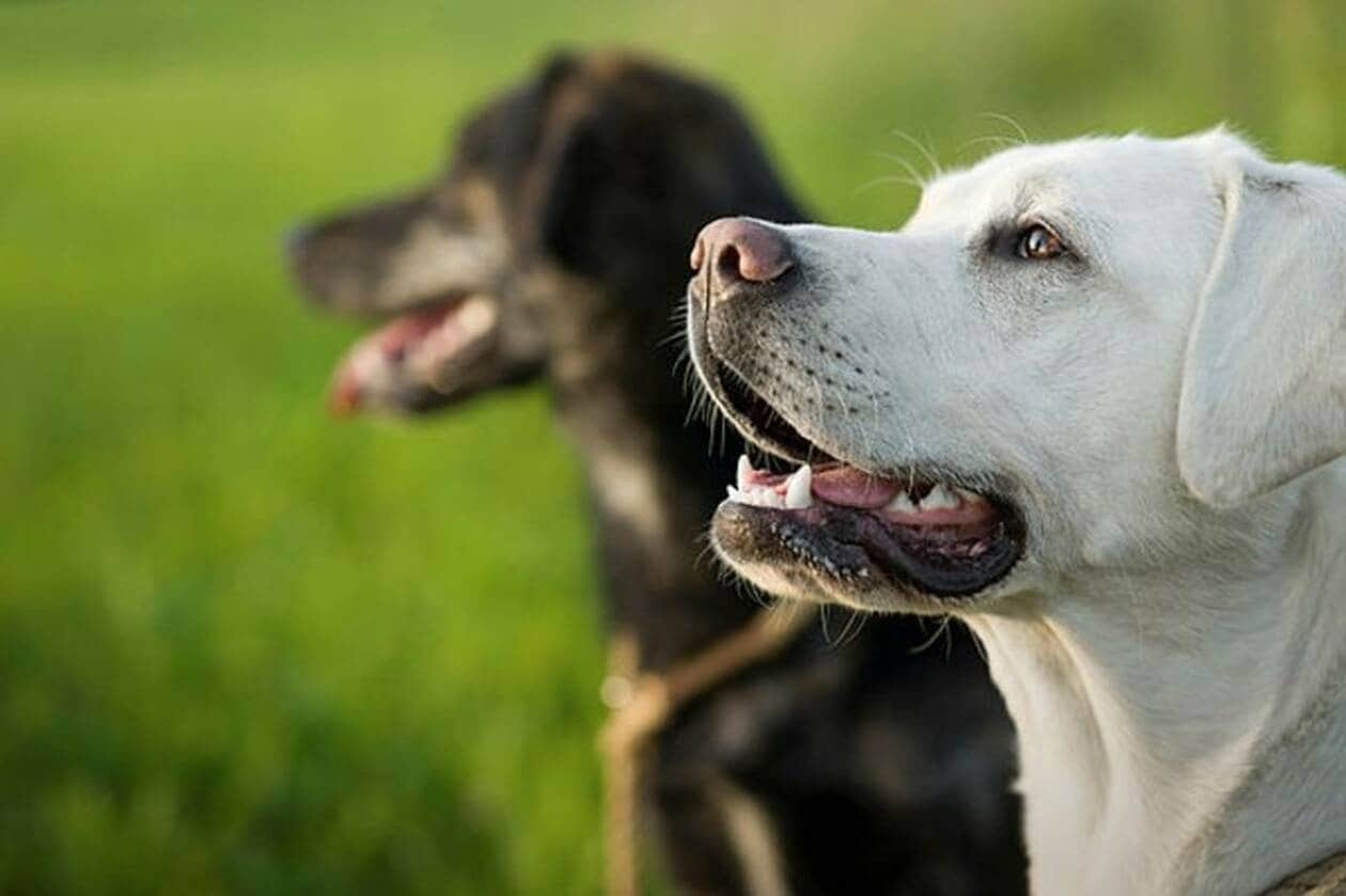 International Dog Day