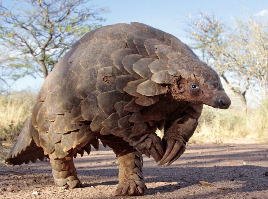 Covid-19 – a blessing for pangolins?