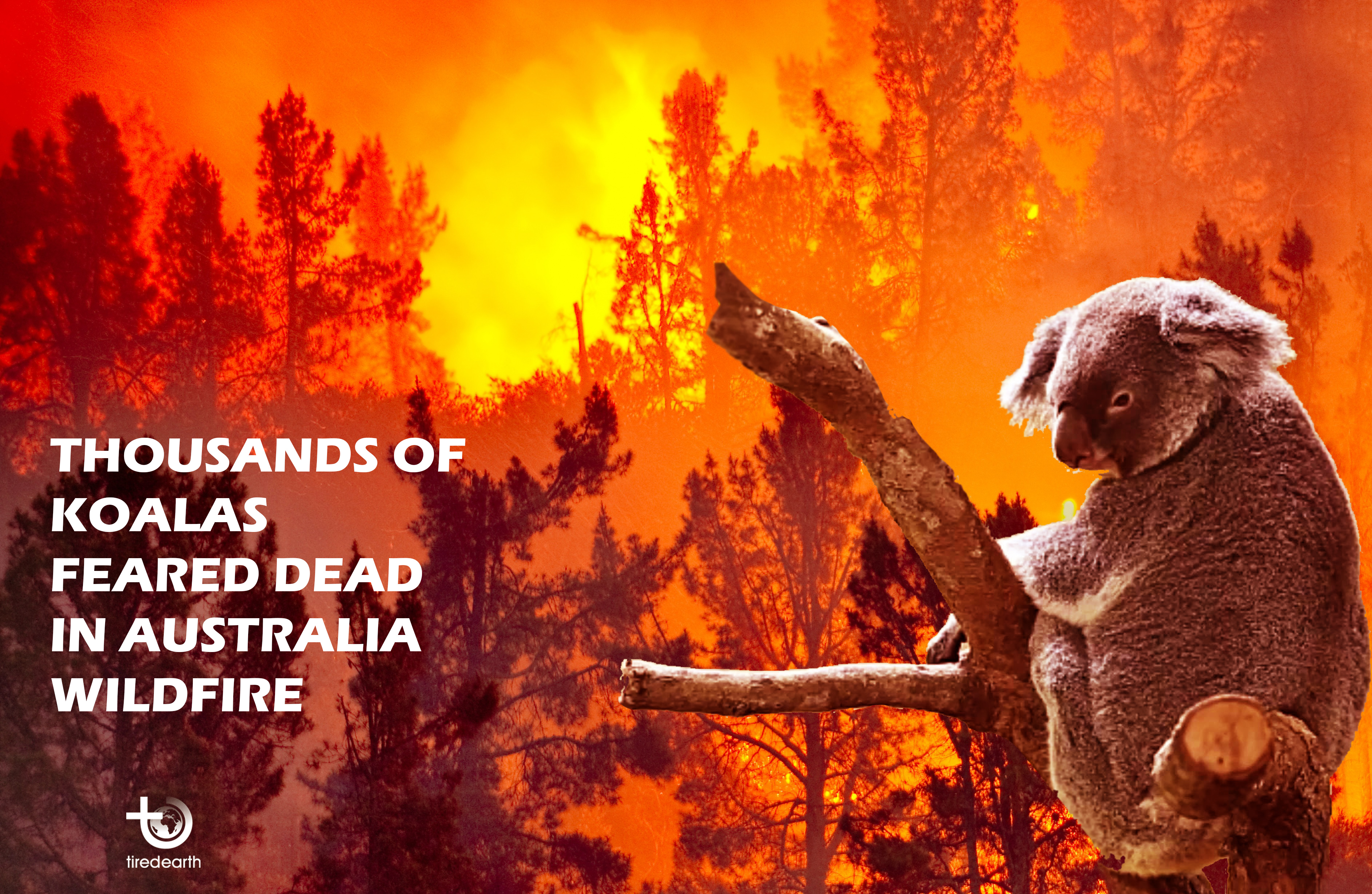 Australia Bushfires and Its Devastating Impact on Wildlife