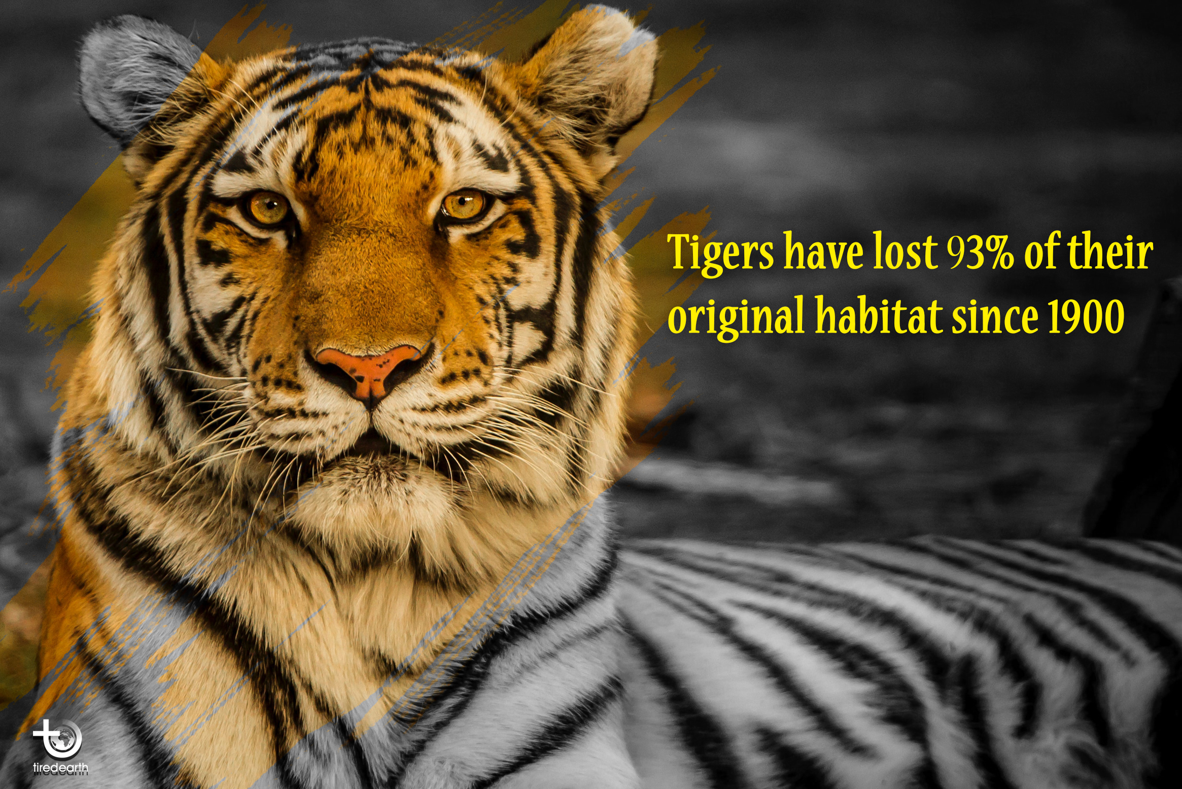 Fight for Tigers before They Extinct Forever