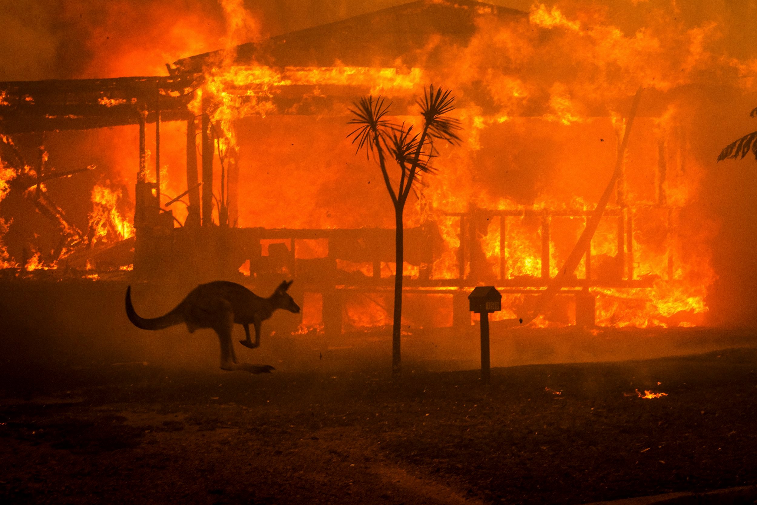 Millions of animals are dying from the Australian fires, and the environment will suffer for years to come