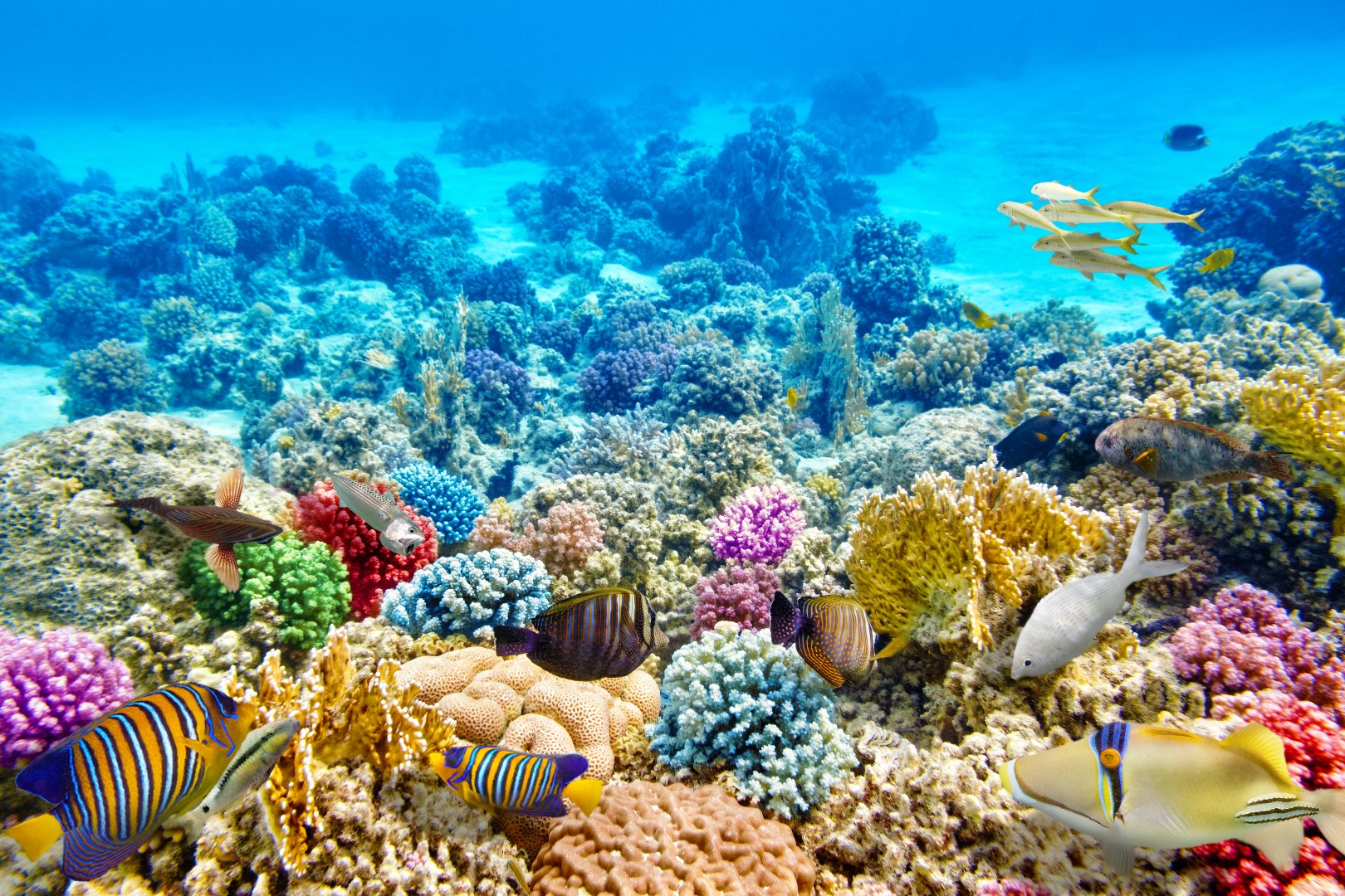 the-glory-of-coral-reefs-tiredearth.jpg