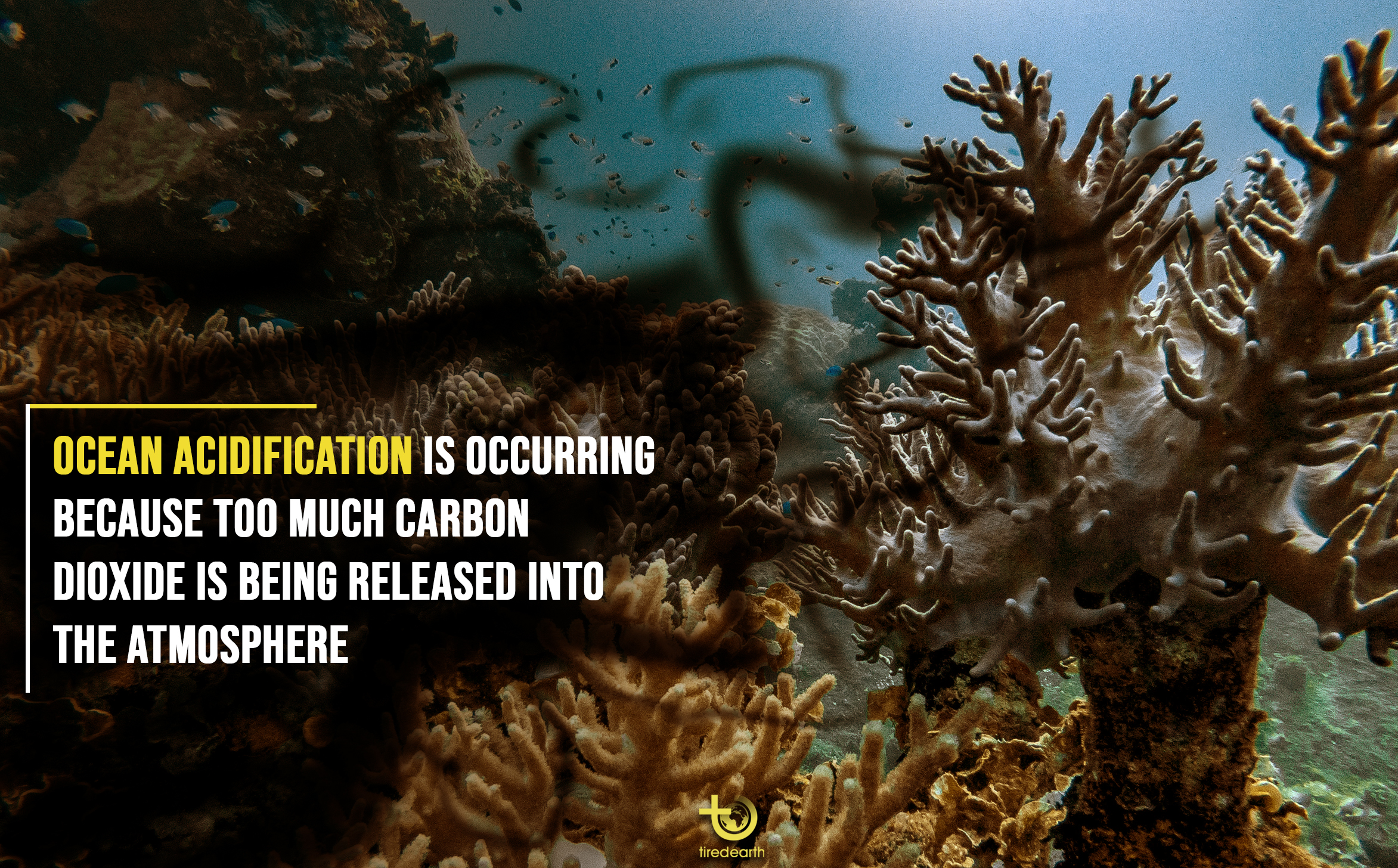 Ocean Acidification; Negative impacts on Marine life